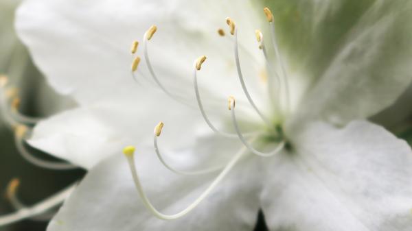 白色のツツジ｜花の壁紙/画像素材