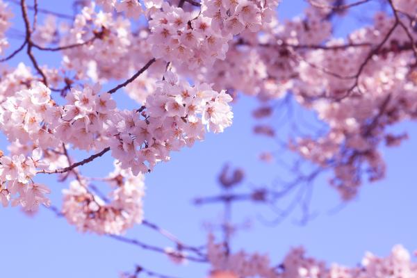 ふわふわな雰囲気の桜｜花の壁紙/画像素材