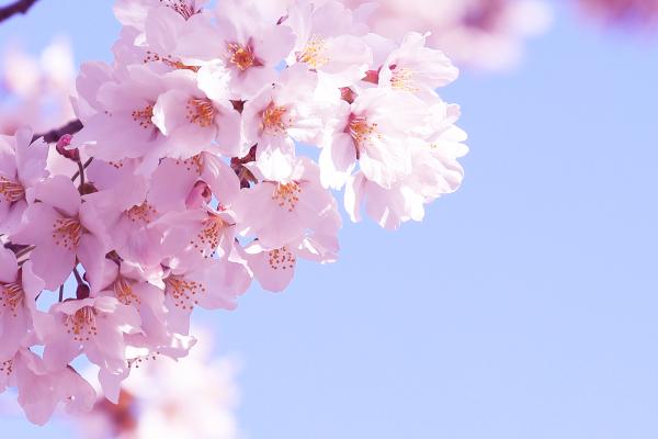 ふわふわな雰囲気の桜02｜花の壁紙/画像素材