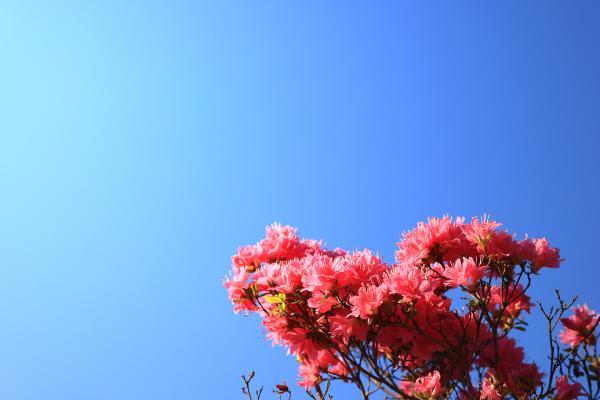 青空とツツジ｜花の壁紙/画像素材