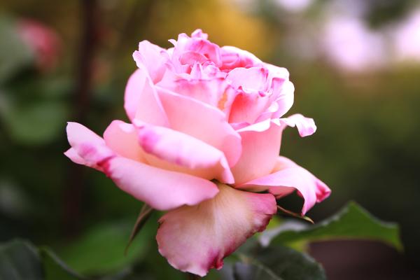 ピンク色のバラ｜の壁紙/画像素材