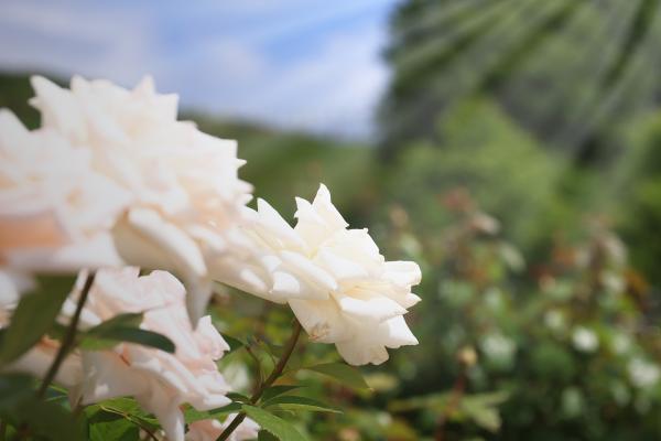 バラ園の白色のバラ