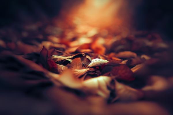 無料秋の彩り、落ち葉の美の壁紙