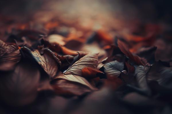秋の彩り、落ち葉の美02｜風景の壁紙/画像素材