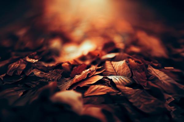 秋の彩り、落ち葉の美03｜風景の壁紙/画像素材