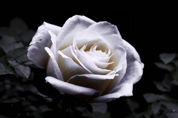 黒い背景に真っ白なバラ　01｜の壁紙/画像素材