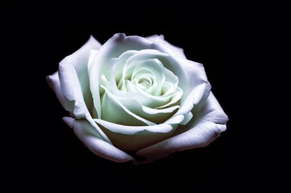 黒い背景に真っ白なバラ　02｜花の壁紙/画像素材