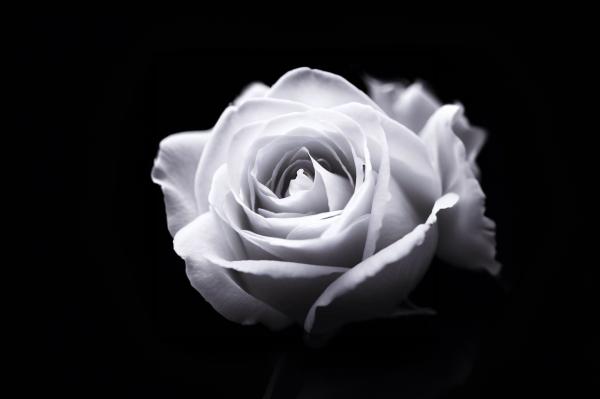 黒い背景に真っ白なバラ　03｜花の壁紙/画像素材