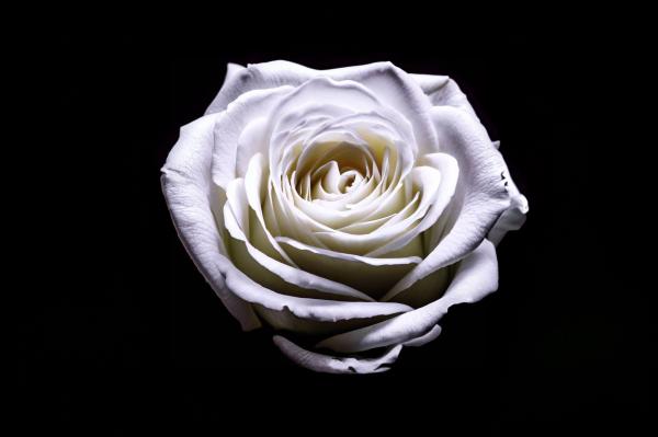 黒い背景に真っ白なバラ　04｜花の壁紙/画像素材