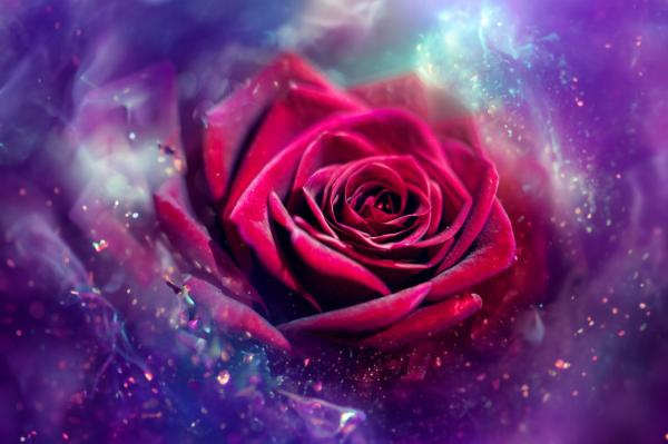 一輪の真紅の薔薇02｜花の壁紙/画像素材