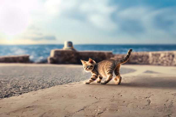 海の見える通り​の子猫　03｜生き物の壁紙/画像素材