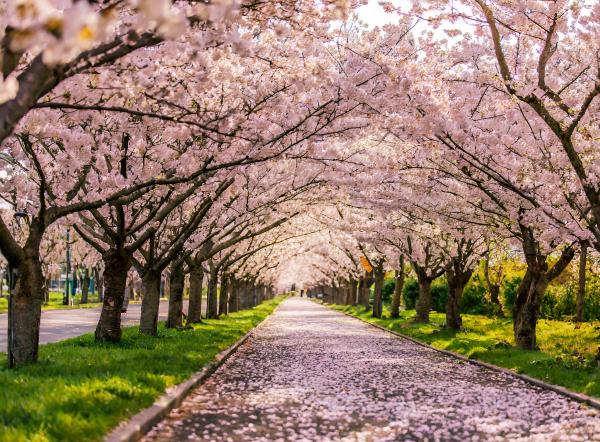 桜の並木道　01｜花の壁紙/画像素材