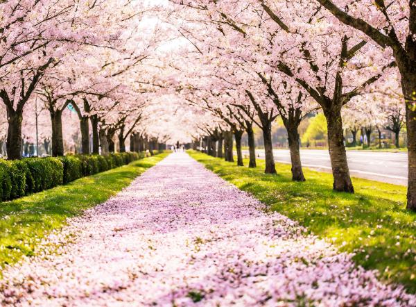 桜の並木道　02｜花の壁紙/画像素材
