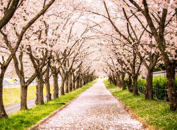 桜の並木道　03｜花の壁紙/画像素材