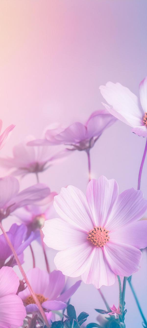 カラフルな花々＃02｜花の壁紙/画像素材