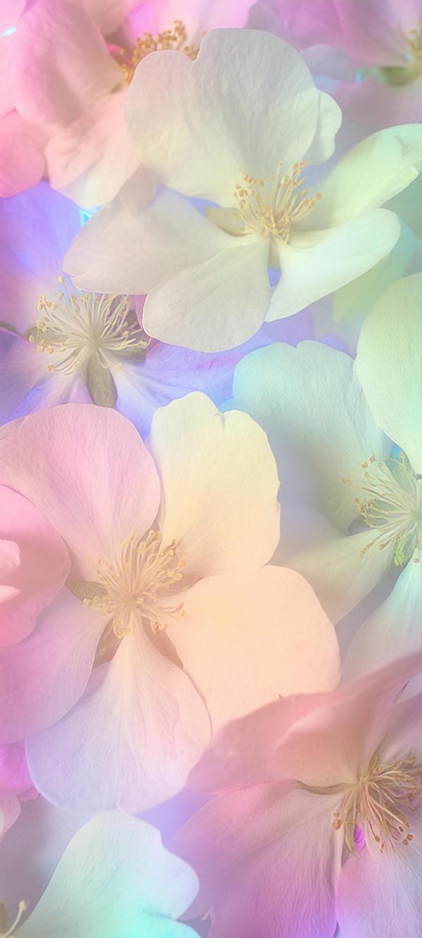 カラフルな花々＃05｜の壁紙/画像素材