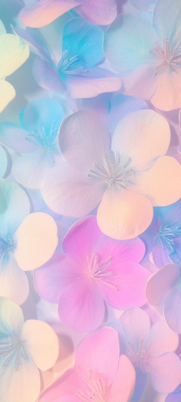 カラフルな花々＃08｜花の壁紙/画像素材