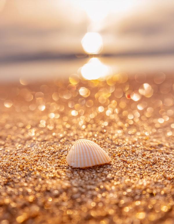 砂浜の光り輝く貝#7｜キラキラの壁紙/画像素材740