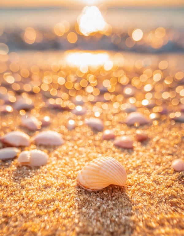 砂浜の光り輝く貝#15｜キラキラの壁紙/画像素材748