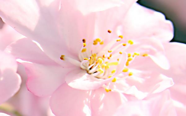 桜-04｜花の壁紙/画像素材